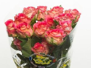 ROSE LATIN AMBIANCE 50